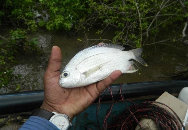 Mangrove fish