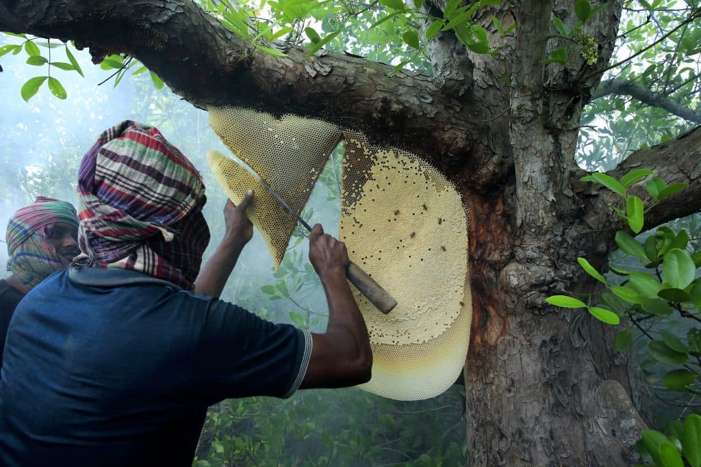 Mangrove honey 1