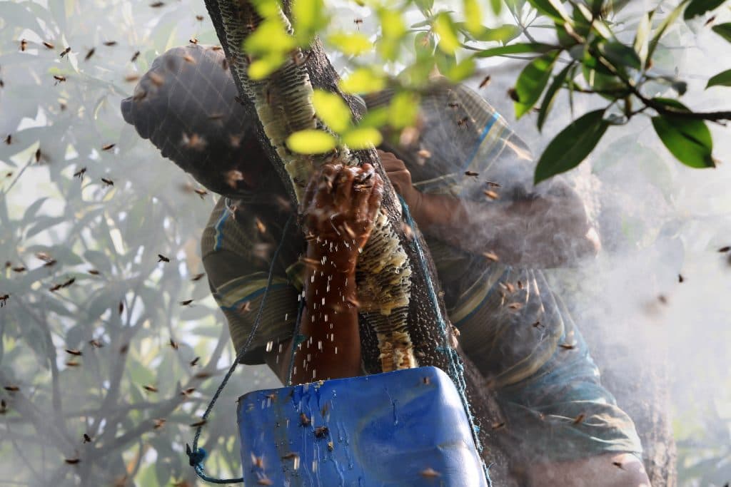 Mangrove honey 