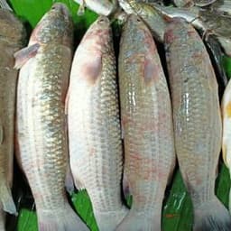 ভাঙাল মাছ - 2