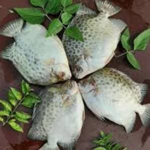 Payra Fish - 1 Kg-1