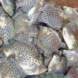 Payra Fish - 1 Kg-2