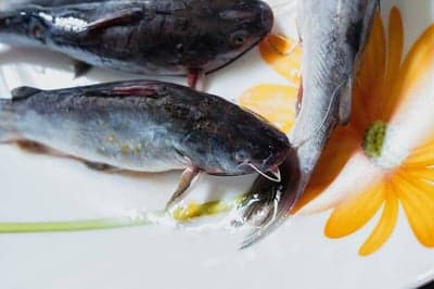 লোনা পানির টেংরা মাছ (ইংরেজি: Marine Catfish / Sea Tengra)-2