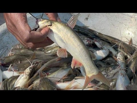 লোনা পানির টেংরা মাছ (ইংরেজি: Marine Catfish / Sea Tengra)-1