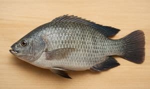 লোনা পানির তেলাপিয়া মাছ (ইংরেজি: Saline Water Tilapia / Saltwater Tilapia)-1