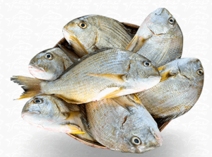 দাতিনা মাছ (ইংরেজি: Sea Catfish / Marine Catfish) (স্থানীয় নাম: দাতিনা / দাত্টা)-2