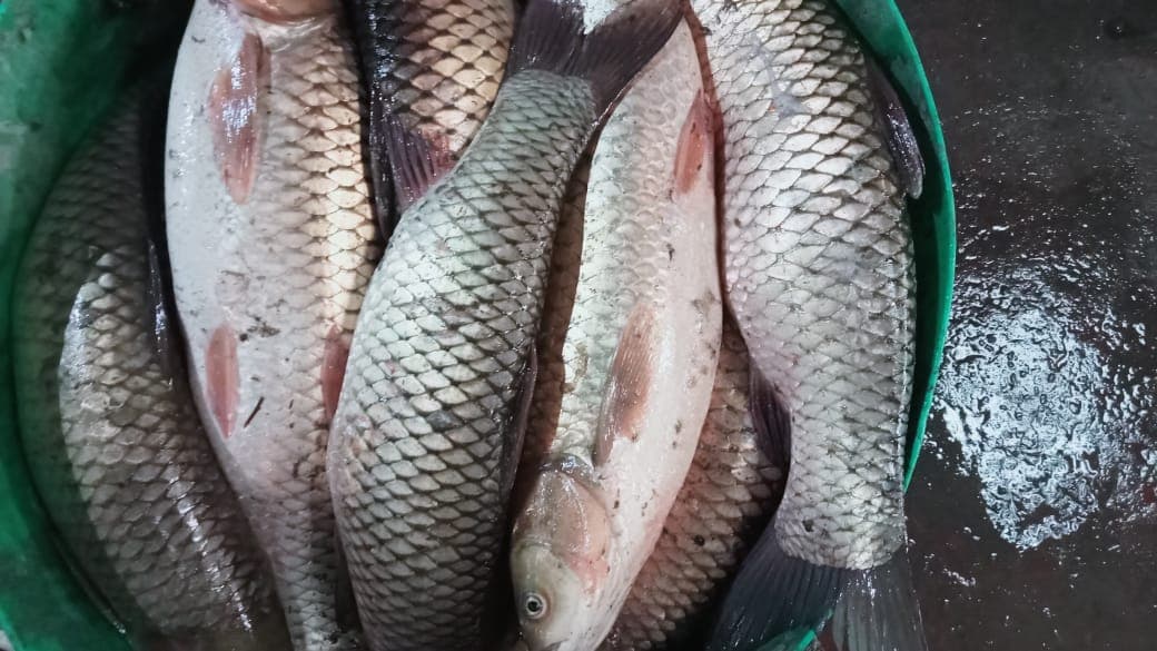 রুই মাছ-1