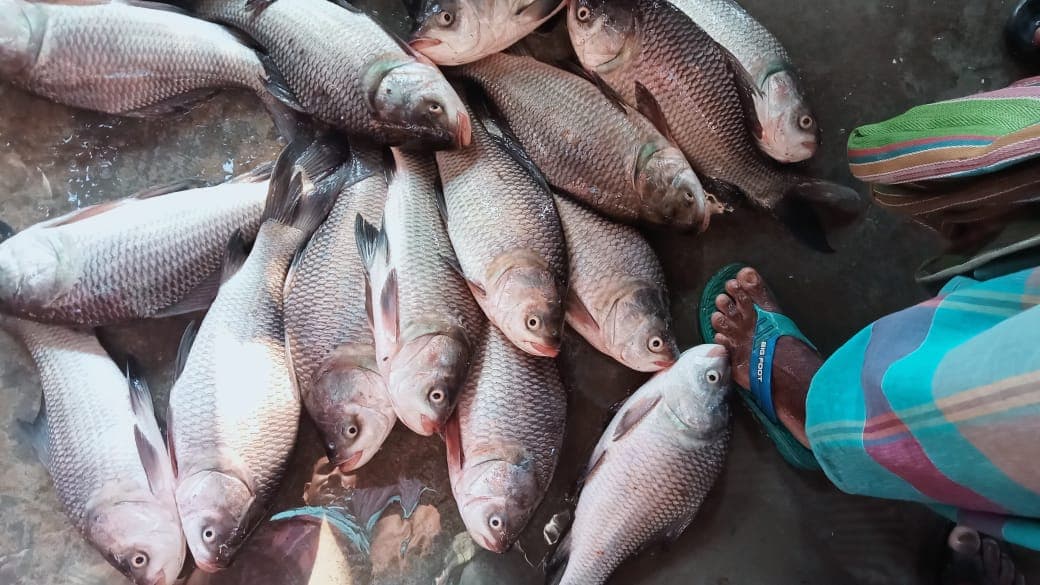 কাতলা মাছ (Katla Fish)-1